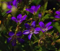 Beautiful flowers alongside the Haidersee