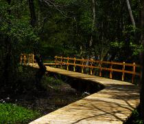 Boardwalk through the biotope on Lake Haidersee