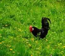 Rooster in the field