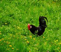 Gallo sul prato